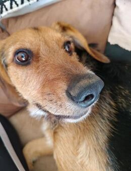 Murphy💙 sucht sein Zuhause im Glück🍀 - Freilassing