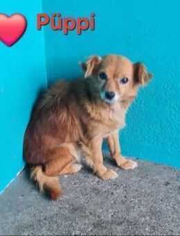 Püppi - freundlich und lieb - Höchst (Odenwald)
