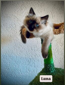 Ragdoll/Birma Edelmix „abgabebereit“ - Daun