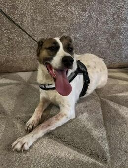 Arno; stand auf der Tötungsliste - Geilenkirchen