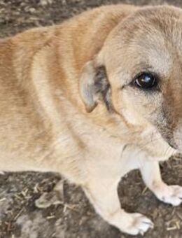 Oma LOTTE sucht einen Alterssitz - Weilheim (Oberbayern)