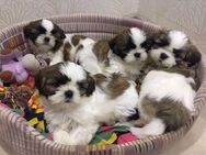 Shih Tzu Welpen neueszuhause - Frankfurt (Main)