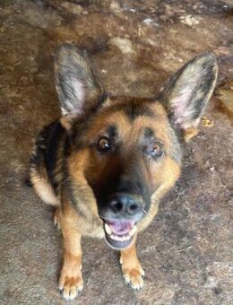 Jackson blickt Dir mitten ins Herz 🐾 - Elsdorf (Nordrhein-Westfalen)