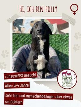 Polly sucht ab November ein zu Hause - Nürtingen