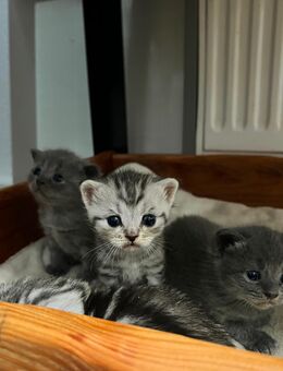 BKH Kitten - Limbach-Oberfrohna
