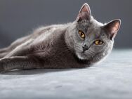 Chartreux-Kartäuser-Katzen - Ovelgönne