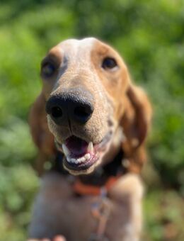 FRIXOS wünscht sich ein zu Hause - Sandhausen