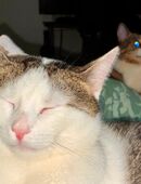 2 Katzen in liebevolle Hände abzugeben in 03048