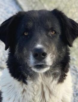 Filona, geb. ca. 12/2020, GRIECHENLAND - Markdorf