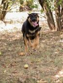 MITJA - ein Freund fürs Leben werden in 51491