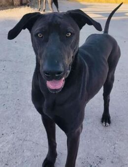 Radomir sehnt sich nach einer Familie - Laatzen