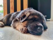 Deutsche Schäferhund Welpen - Möser