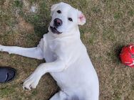 Labrador Rüde weiss - Windischeschenbach