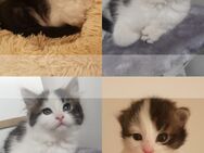 Kitten/ Mädchen/Babykatzen/Katzenbabys Türkisch Van/ Heilige Birma Mix - Aachen