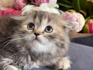 Katzen suchen netten Familien - Bonn Dottendorf