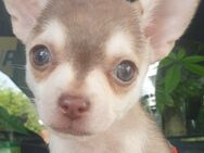 Chihuahua kurzhaar Rüde in Husky sucht bald ein zuhause - Krefeld