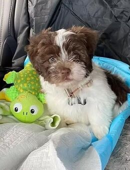 Süße Havaneser Welpen – Reinrassige - Hamburg