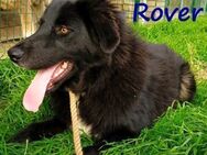 Rover - ruhig, gesellig & lieb 04/24 GRC - Ruppertsecken