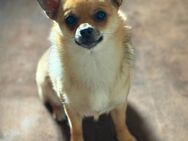 Hündin Chihuahua/Spitz - Göttingen