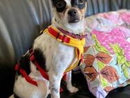 Kleine Luna sucht ein Zuhause - Morsbach