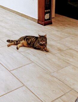 kastrierter Kater sucht neues Zuhause - Krefeld