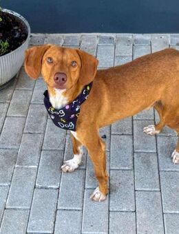 Lustiger Oscar - Eichenzell