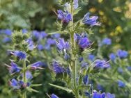 Gewöhnlicher Natternkopf (Echium vulgare) - Horgenzell