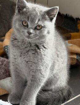 Britisch Kurzhaar Katzen - Perl