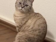 BKH sucht dringend neues zu Hause ❗️❗️❗️ - Wiesbaden