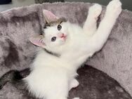 "Miau! Unsere kleinen Fellnasen suchen dich!" - Duisburg