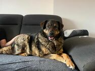Ulani sucht ein neues Zuhause - Tholey