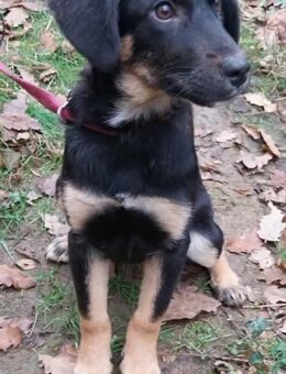 Urielle, zauberhafte Junghündin - Philippsburg