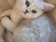 Britisch Kurzhaar Kitten in Weiß mit Silver Shaded & blauen Augen – 1 Katerchen & 1 Katze - Radebeul