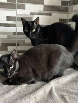 🆘NOTFALL 🐱 Katzenmädchen Tali & Zora🐱 - Eislingen (Fils)