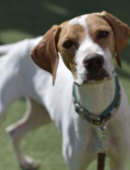 PLUTO - Zuckerschnute sucht Zuhause! - Neudenau