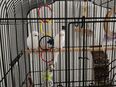 Vogel wellensitt albino zu verkaufen in 42281