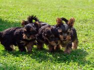 Yorkshire Terrier Welpen 4 Mädchen, 2 Jungs - Lahr (Schwarzwald)