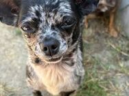 🌸 FIONA ZUCKERSÜßE MINI-CHIHUAHUA - Kassel