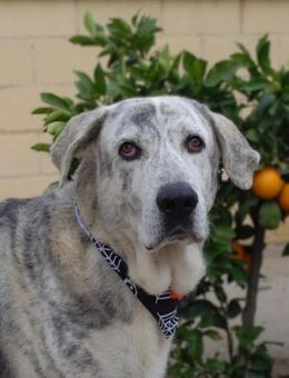 Aragon hat das Vertrauen verloren.... - Laatzen