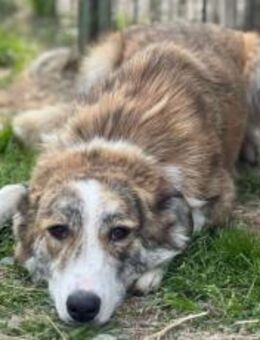 Hübsche Coccinelle sucht Familie - München