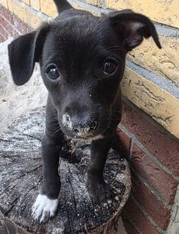 1 Jack Russel / Lancashire Heeler Mix Rüden - Saterland