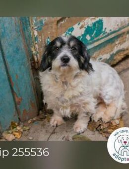 Chip 255536: Sucht ein Zuhause - Kirchzell