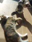 2 Kitten nur zusammen abzugeben in 27753