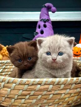 reinrassige BKH Kitten in Chocolate/Brown und Lilac - Köln