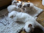 Wunderschöne ,sehr verschmuste Heilige Birma Kitten - Lauchheim