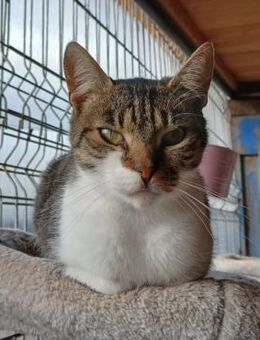 🌞Sonnenschein Cedric🌞 - Eislingen (Fils)