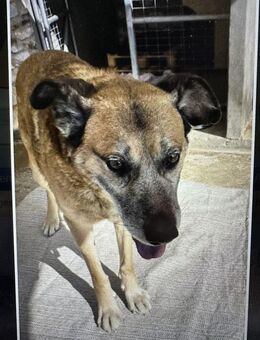 Baldo sucht sein Glück - Bergkirchen