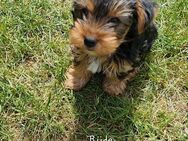 Yorkshire Terrier Welpen - Rülzheim