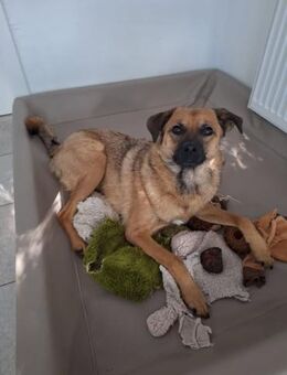 Hannes - perfekter Junghund - Gnarrenburg