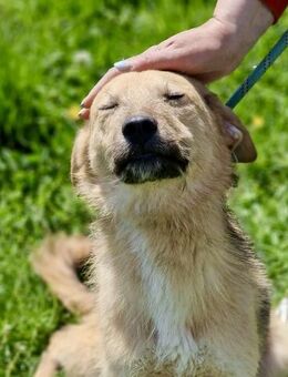 Freundlicher Hundebub DASH sucht ♥️ - München